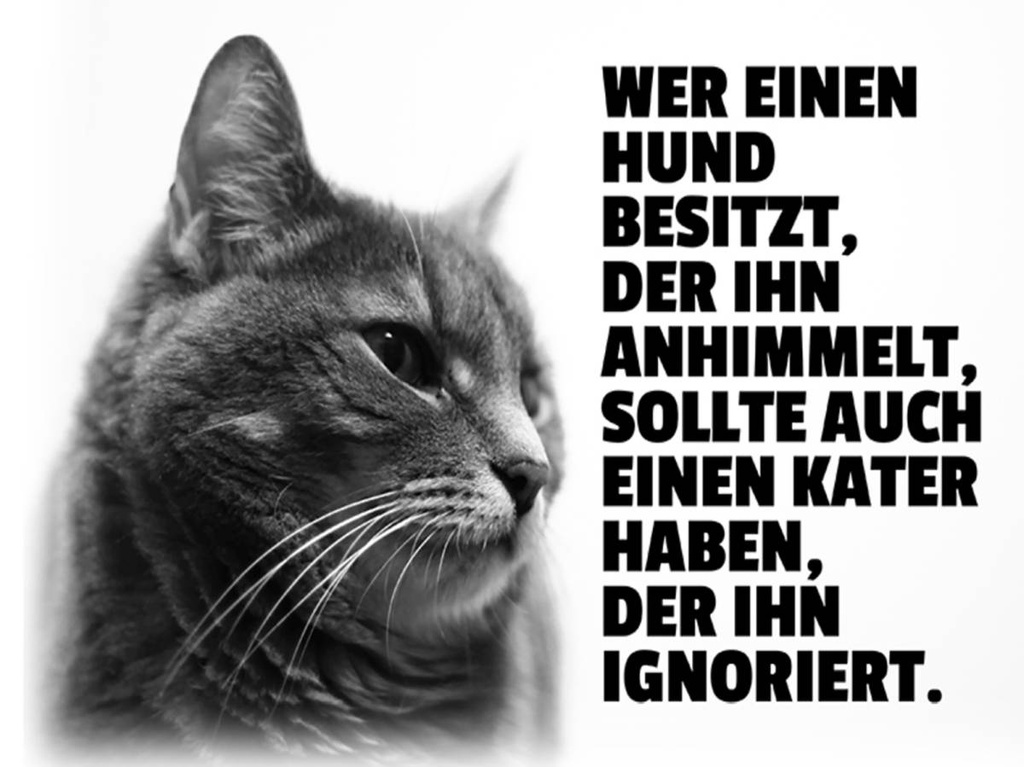 Holzschild 30x40 cm Hund himmelt an Kater ignoriert