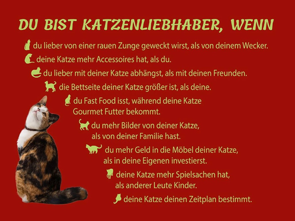 Holzschild 30x40 cm du bist Katzenliebhaber wenn