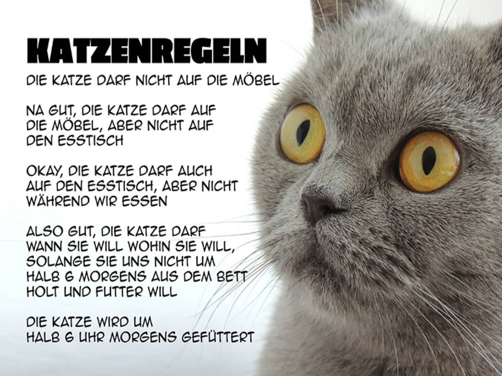 Holzschild 30x40 cm Katzenregeln Katze darf nicht