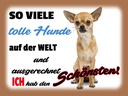Holzschild 30x40 cm ich hab den schönsten Hund