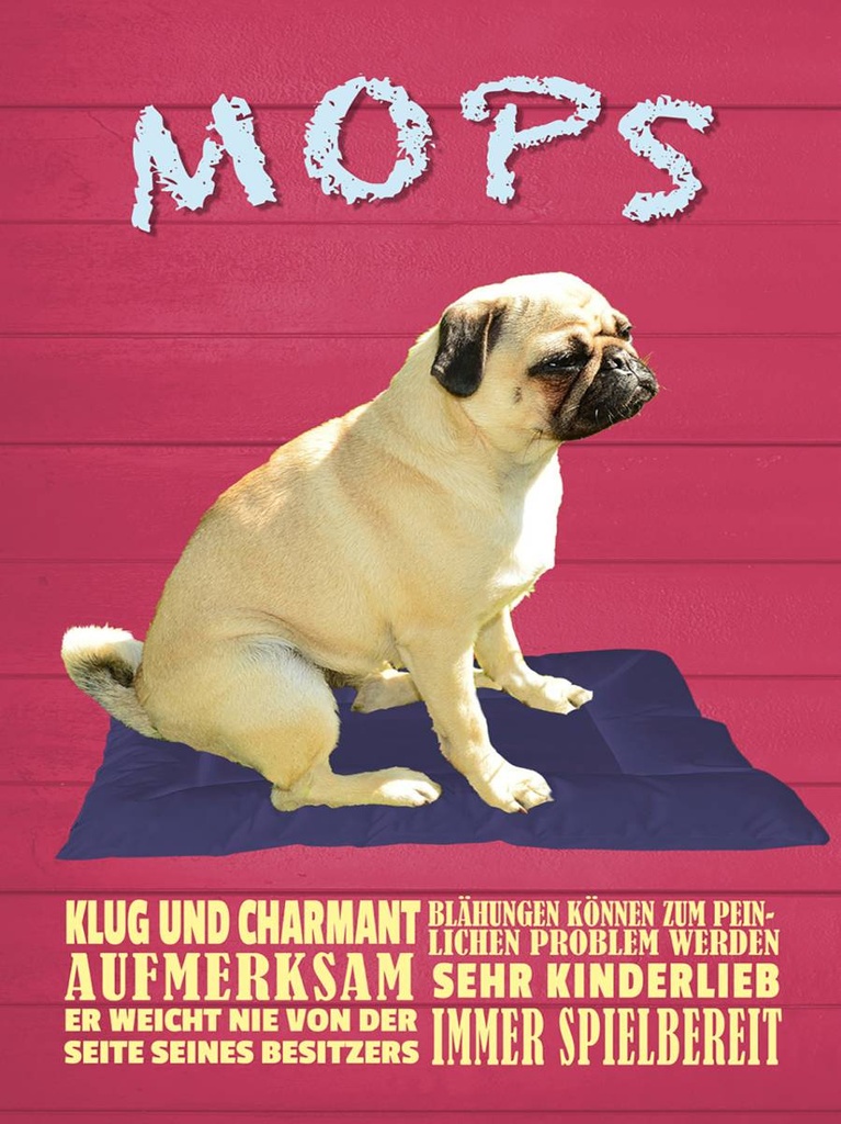 Holzschild 40x30 cm Mops Hund klug und charmant