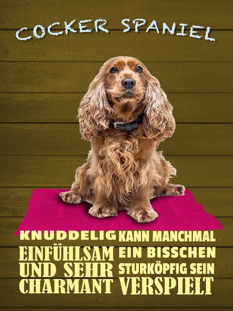 Holzschild 40x30 cm Cocker Spaniel Hund knuddelig