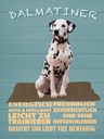 Holzschild 40x30 cm Dalmatiner Hund energisch aktiv