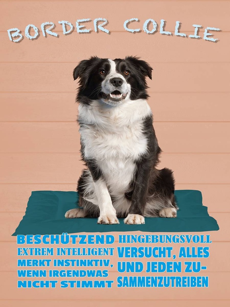 Holzschild 40x30 cm Border Collie Hund intelligent