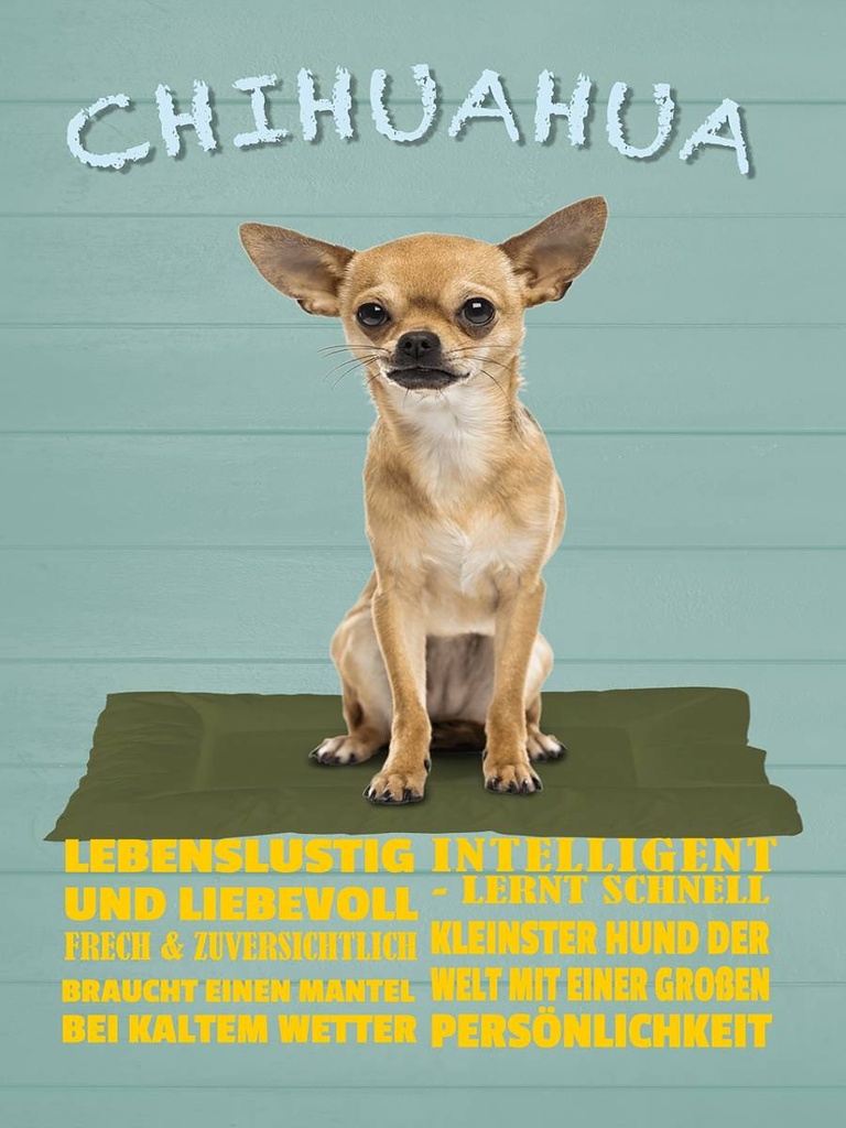 Holzschild 40x30 cm Chihuahua Hund lebenslustig