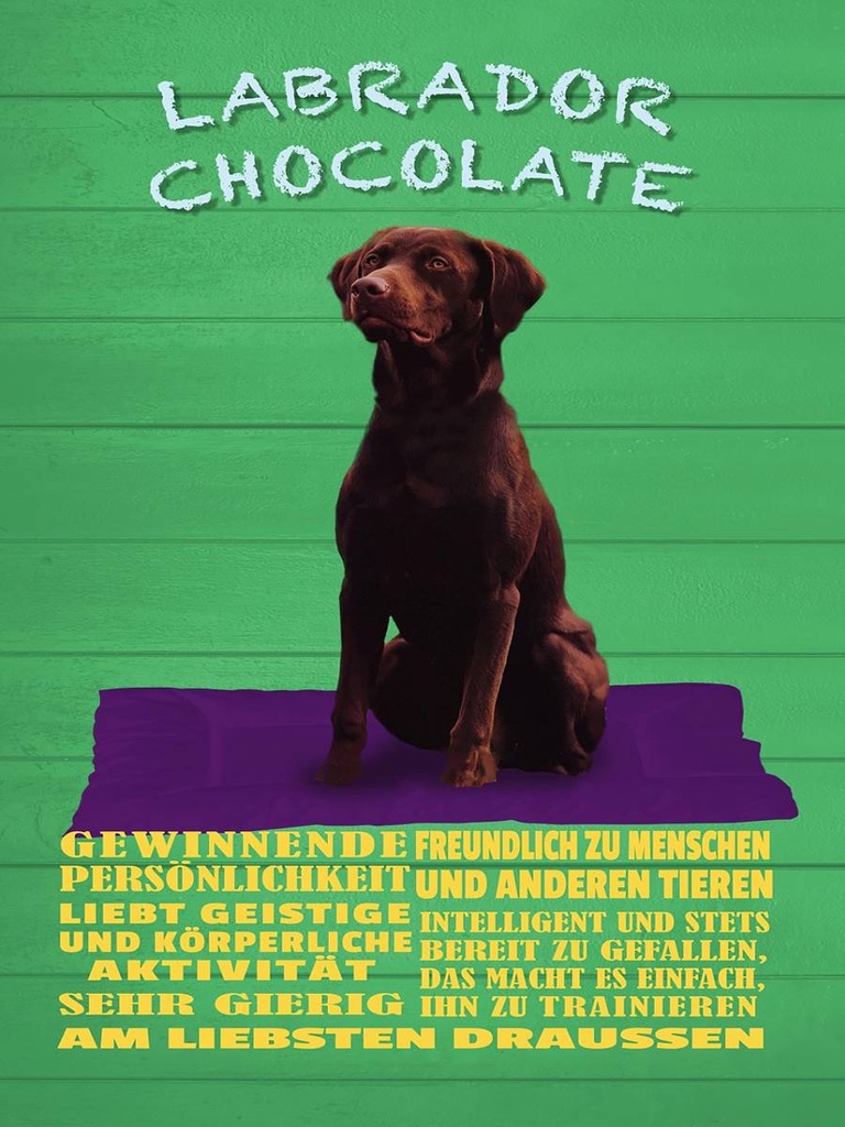 Holzschild 40x30 cm Labrador Chocolate Hund