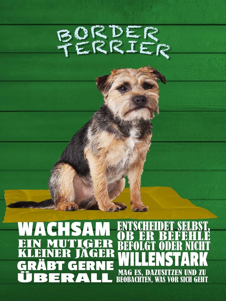 Holzschild 40x30 cm Border Terrier Hund wachsam