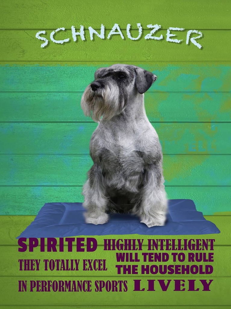 Holzschild 40x30 cm Schnauzer Hund highly inelligent