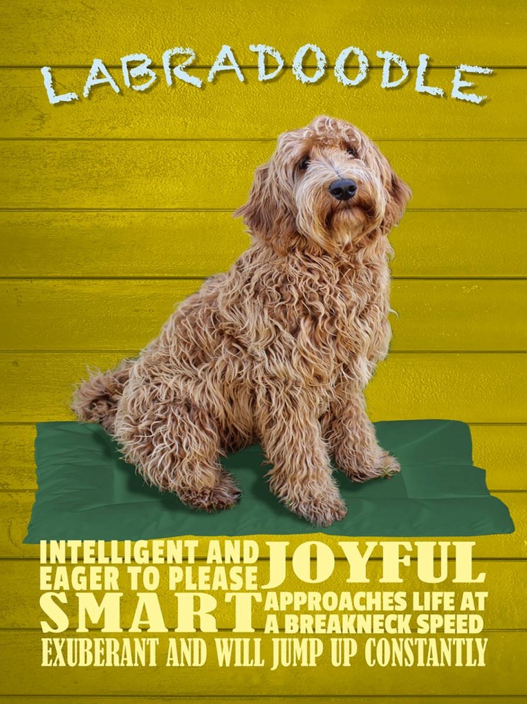 Holzschild 40x30 cm Labradoodle Hund will jump up