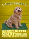 Holzschild 40x30 cm Labradoodle Hund will jump up