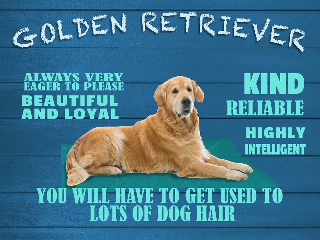 Holzschild 30x40 cm Golden Retriever Hund very eager