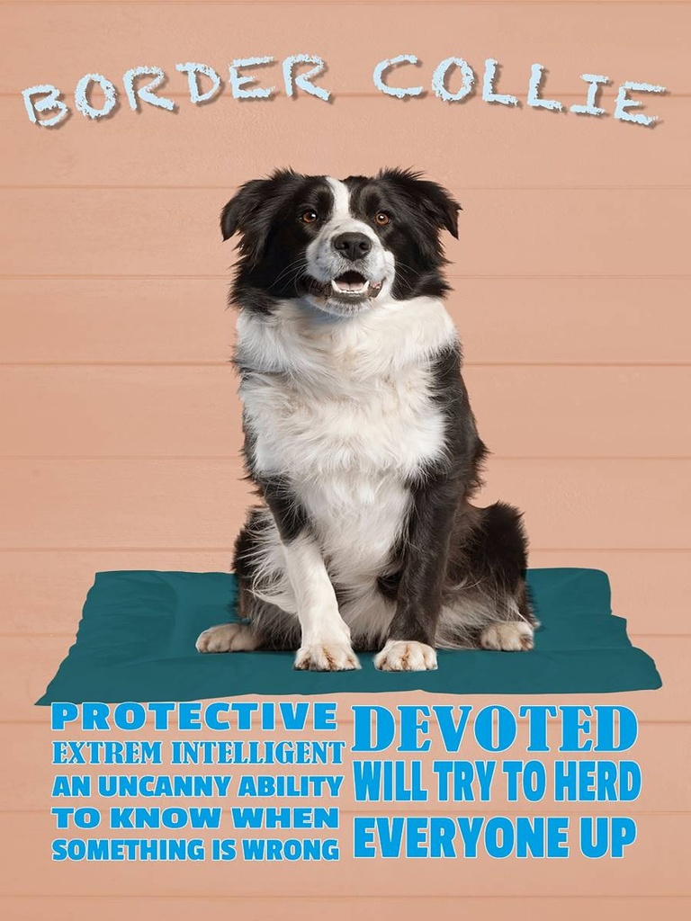 Holzschild 40x30 cm Border Collie Hund protective