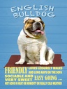 Holzschild 40x30 cm English Bulldog Hund friendly