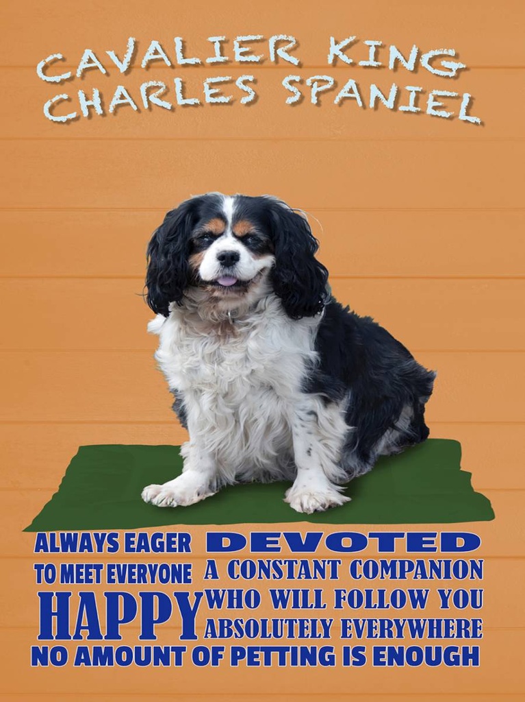 Holzschild 40x30 cm Cavalier King Charles Spaniel