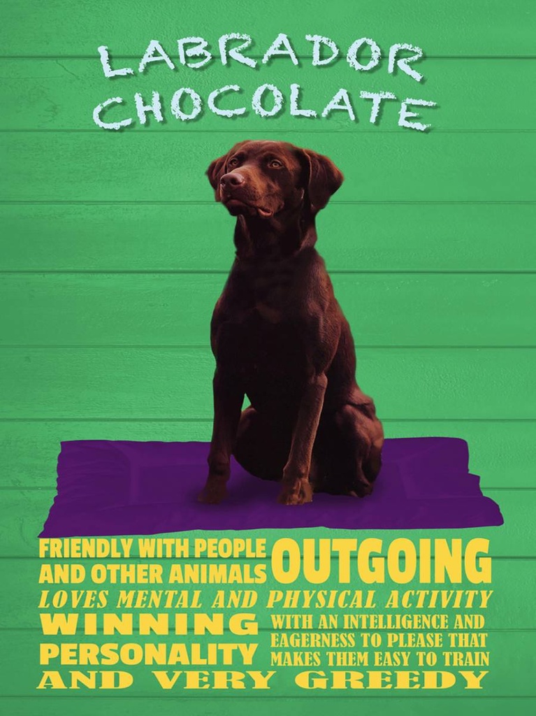 Holzschild 40x30 cm Labrador Chocolate Hund