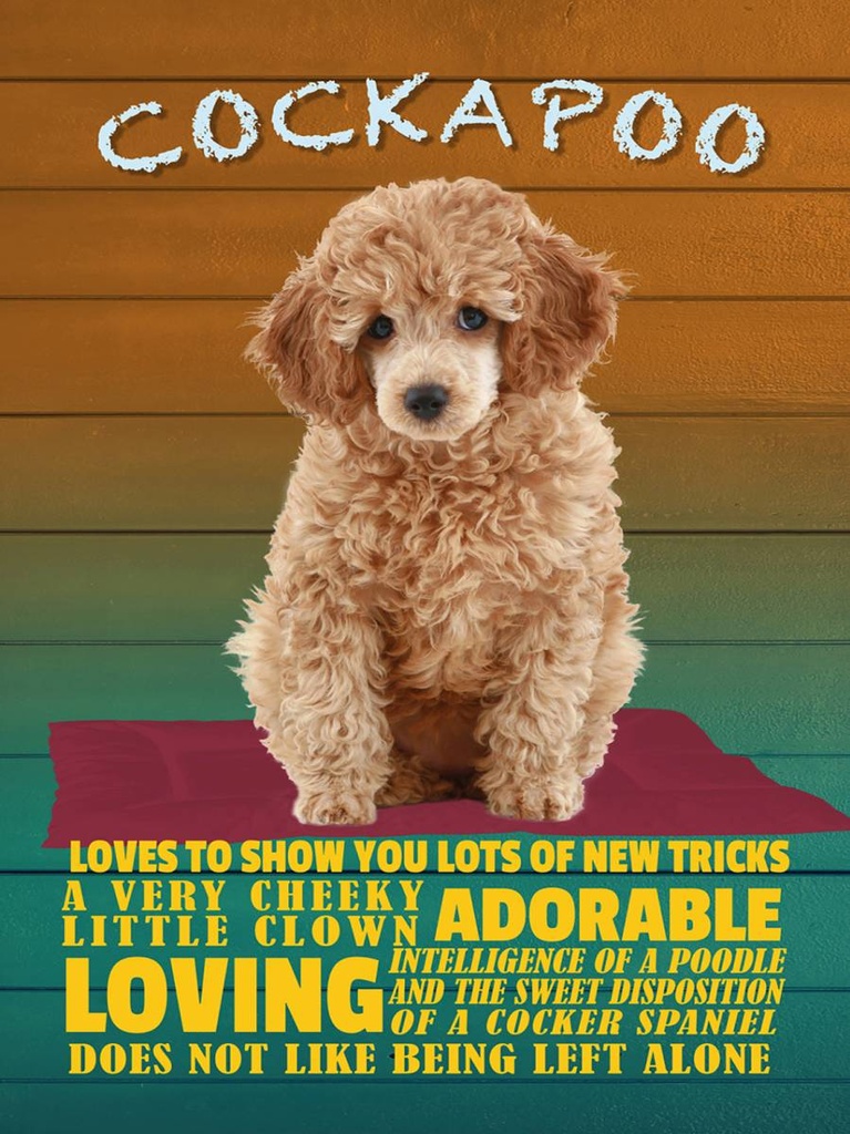 Holzschild 40x30 cm Cockapoo Hund loves to show you