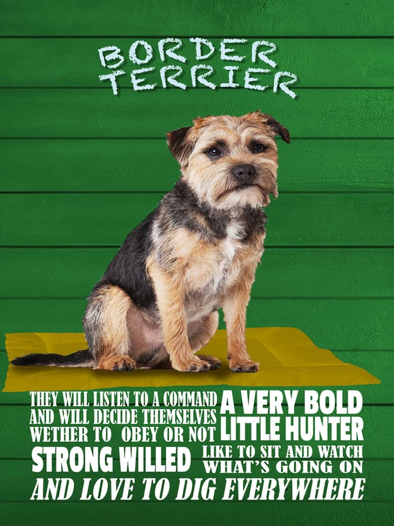 Holzschild 40x30 cm Border Terrier Hund a very bold