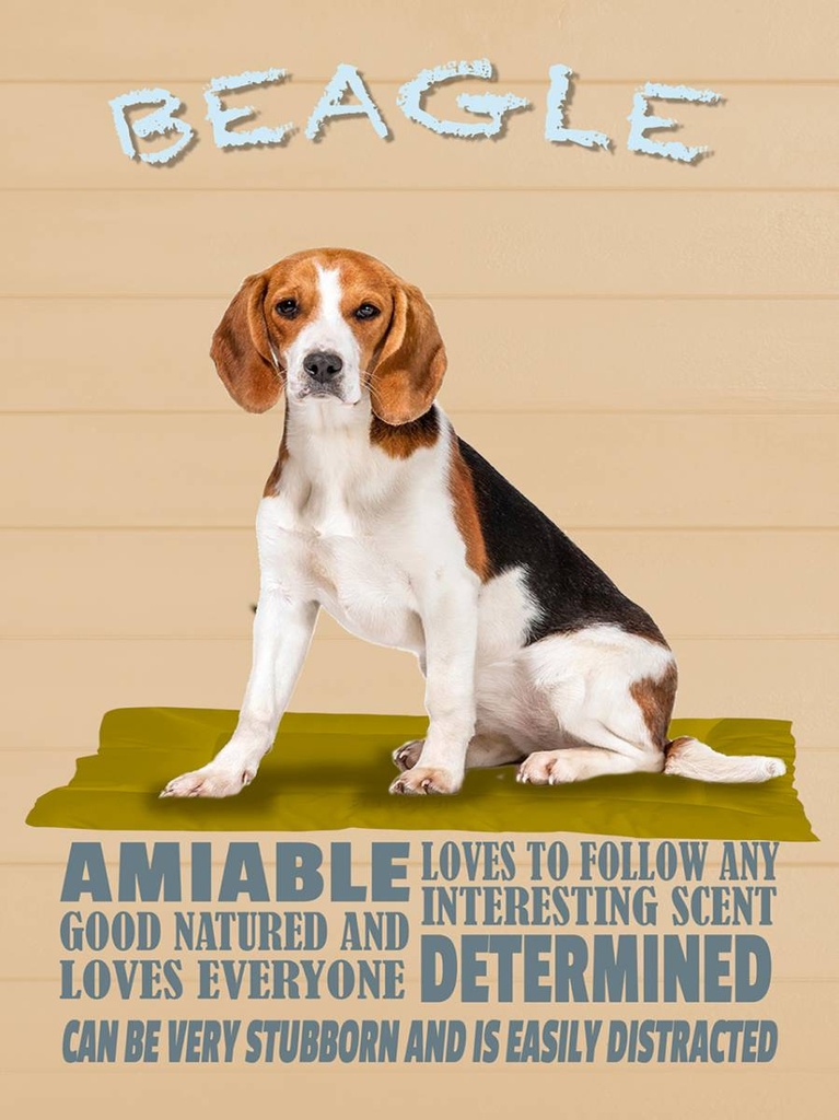 Holzschild 40x30 cm Beagle Hund loves to follow any