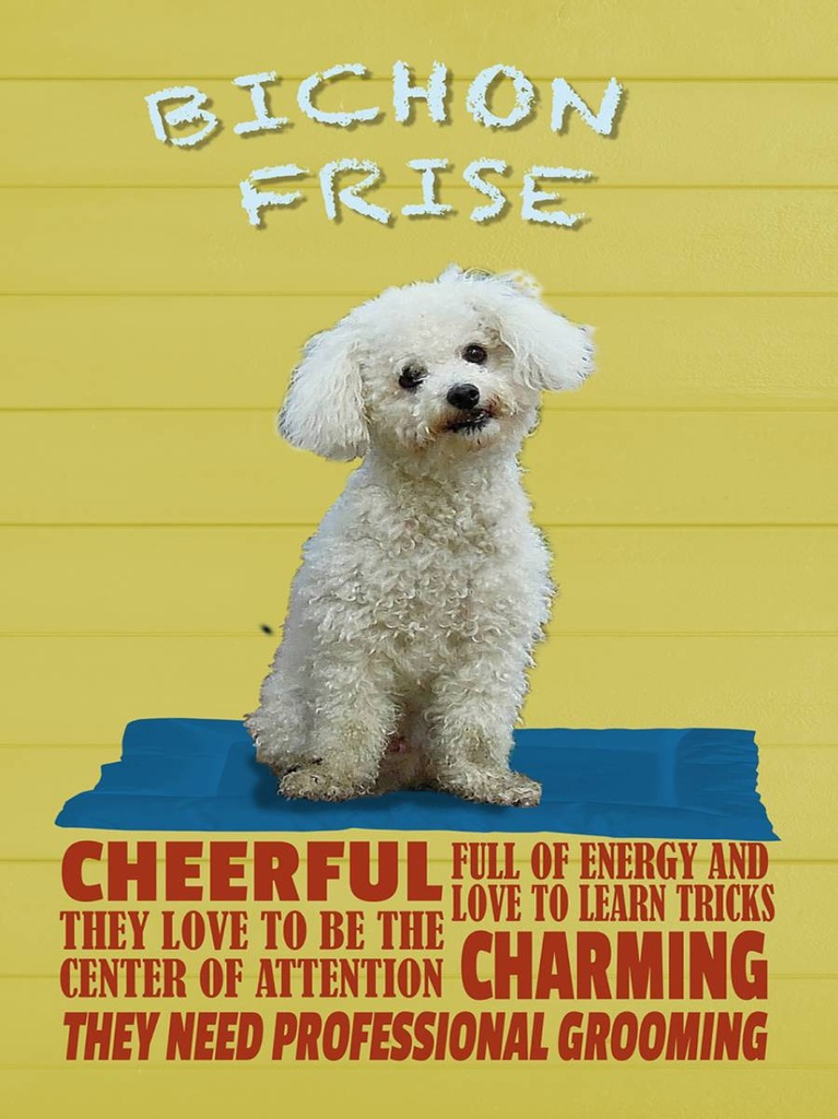 Holzschild 40x30 cm Hund Bichon Frise cheerful