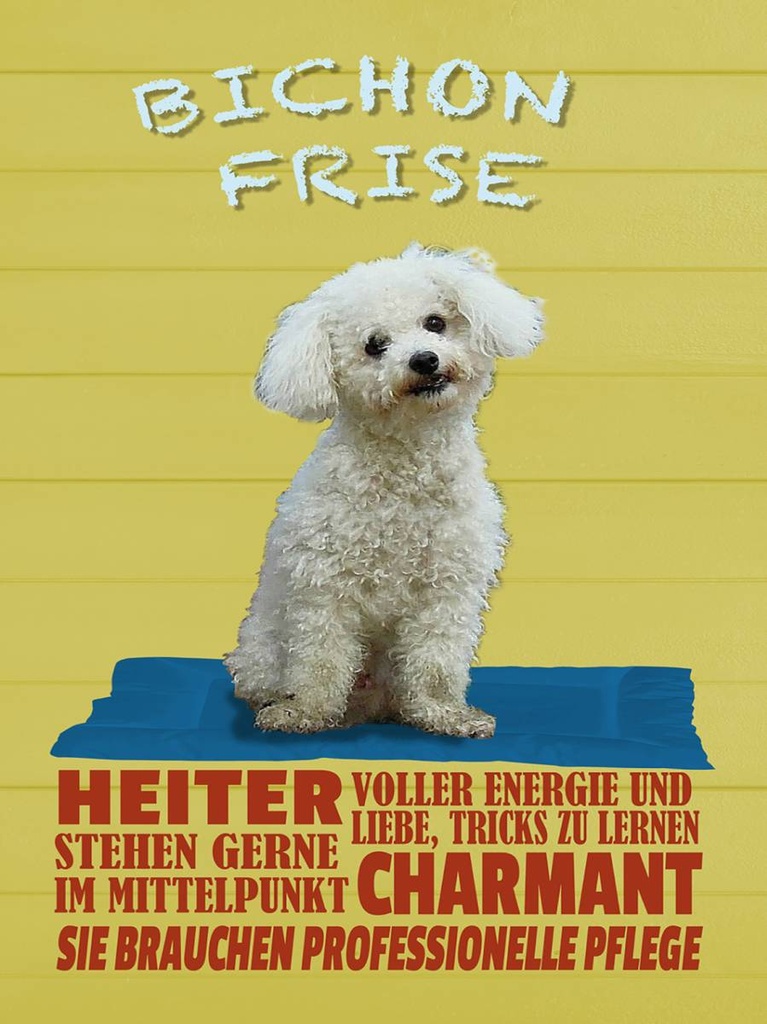 Holzschild 40x30 cm Hund Bichon Frise charmant