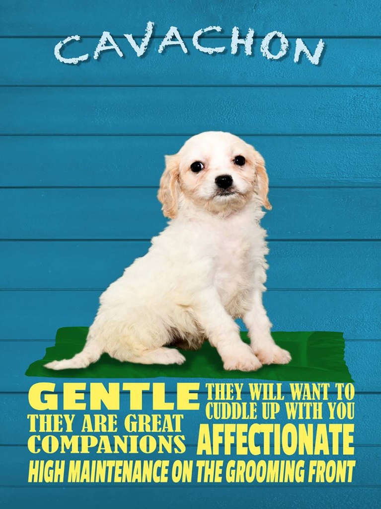 Holzschild 40x30 cm Cavachon Hund gentle affectionat