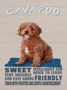 Holzschild 40x30 cm Cavapoo Hund sweet friendly