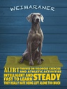 Holzschild 40x30 cm Weimaraner Hund alert and steady