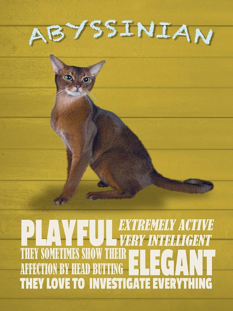Holzschild 40x30 cm Abyssinian Katze playful elegant