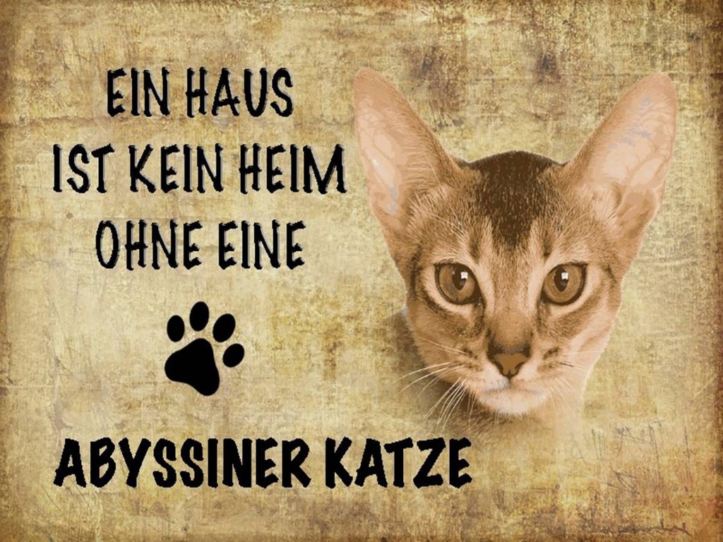 Holzschild 30x40 cm Abyssiner Katze ohne kein Heim