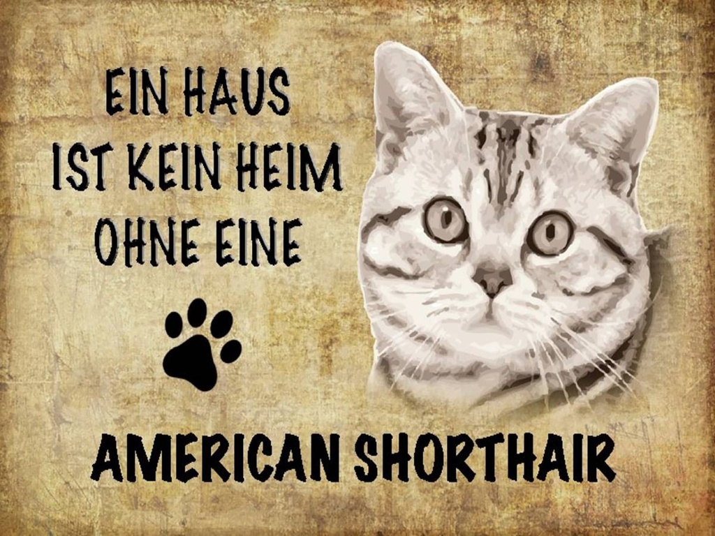 Holzschild 30x40 cm American Shorthair Katze