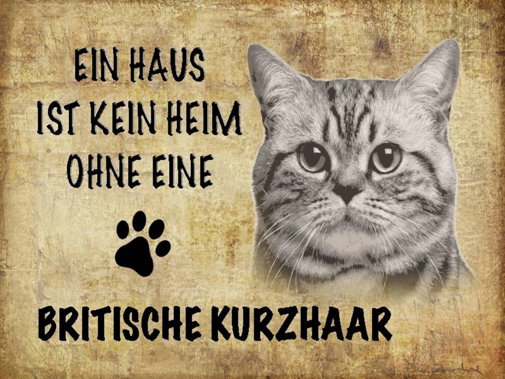 Holzschild 30x40 cm Britische Kurzhaar Katze