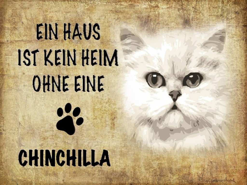 Holzschild 30x40 cm chinchilla Katze ohne kein Heim