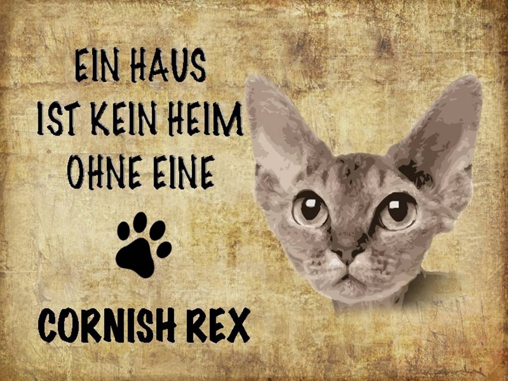 Holzschild 30x40 cm Cornish Rex Katze