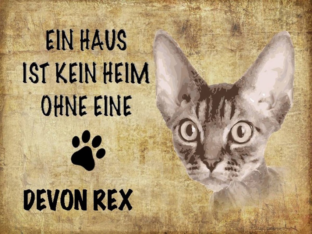 Holzschild 30x40 cm Devon Rex Katze ohne kein Heim