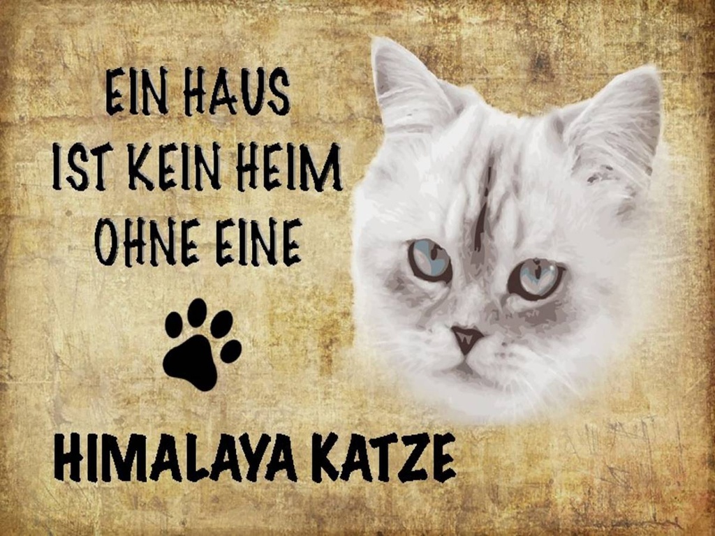 Holzschild 30x40 cm Himalaya Katze ohne kein Heim