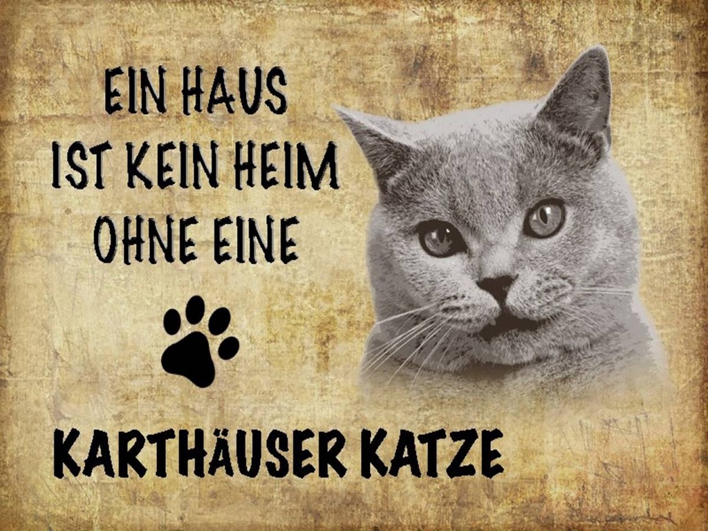 Holzschild 30x40 cm Kartäuser Katze ohne kein Heim