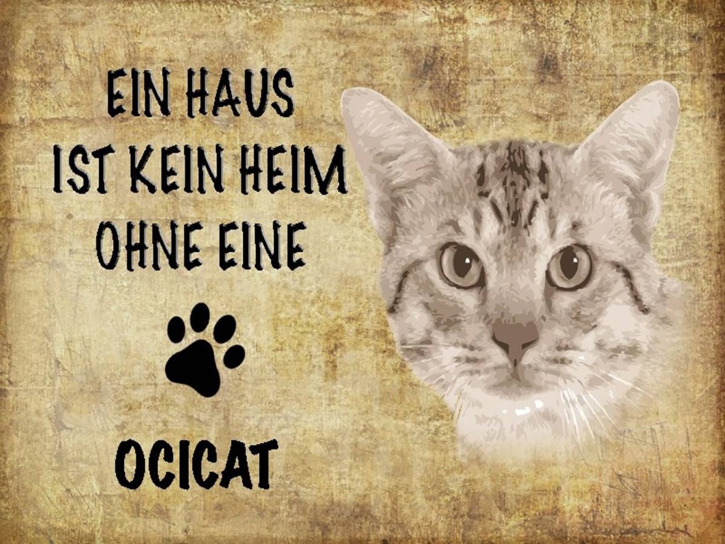 Holzschild 30x40 cm Ocicat Katze ohne kein Heim
