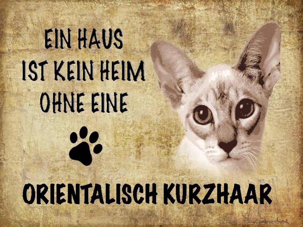 Holzschild 30x40 cm orientalisch Kurzhaar Katze