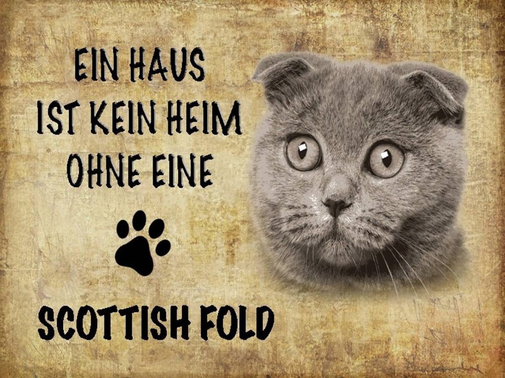 Holzschild 30x40 cm Scottish Fold Katze
