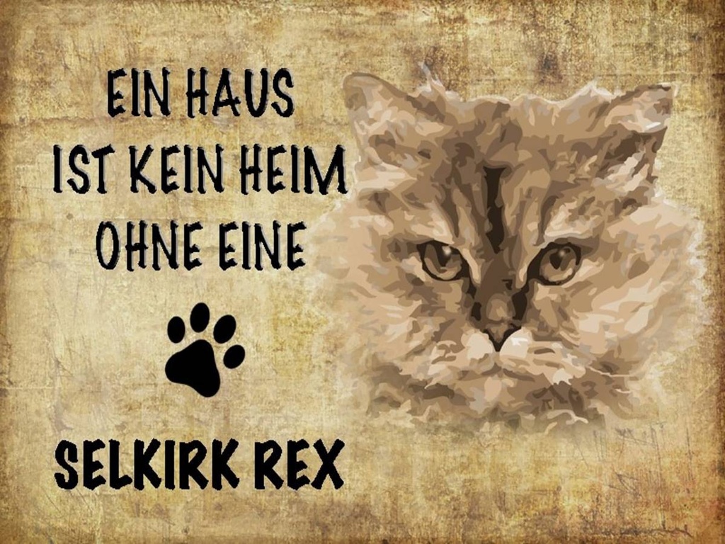 Holzschild 30x40 cm Selkirk Rex Katze ohne kein Heim