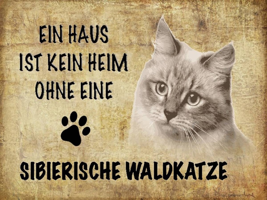 Holzschild 30x40 cm sibirische Waldkatze Katze
