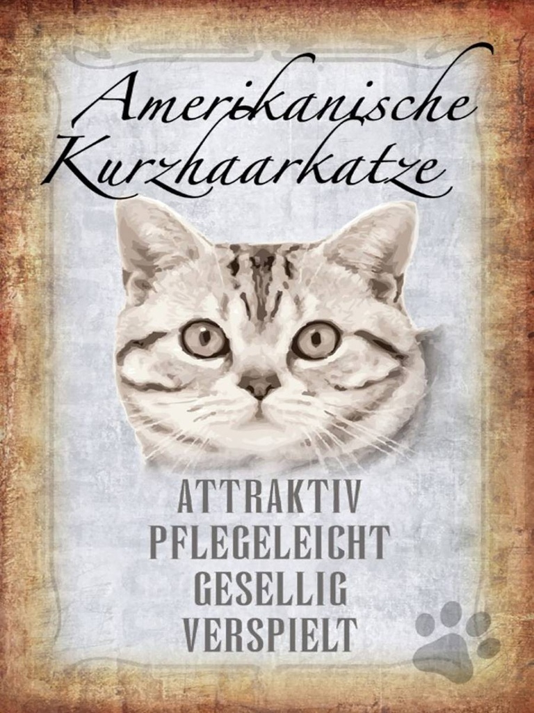 Holzschild 40x30 cm Americanische Katze Kurzhaar