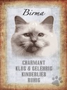 Holzschild 40x30 cm Birma Katze klug