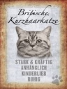 Holzschild 40x30 cm britische kurzhaarkatze