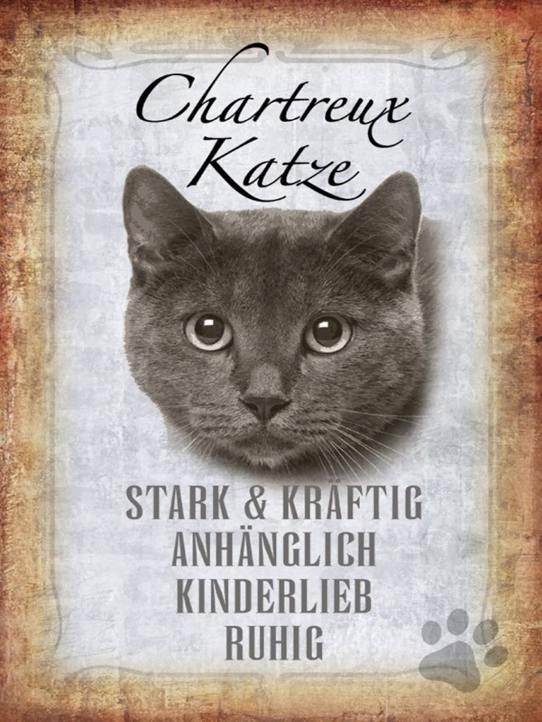 Holzschild 40x30 cm Chartreux Katze stark