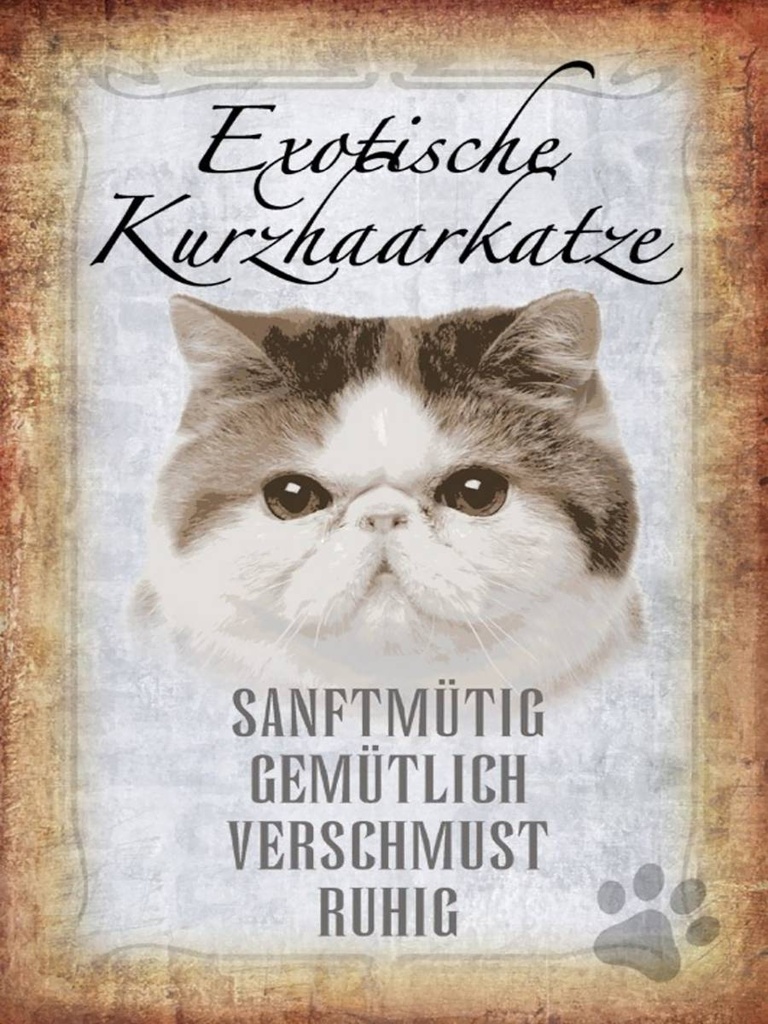 Holzschild 40x30 cm exotische Kurzhaarkatze Katze