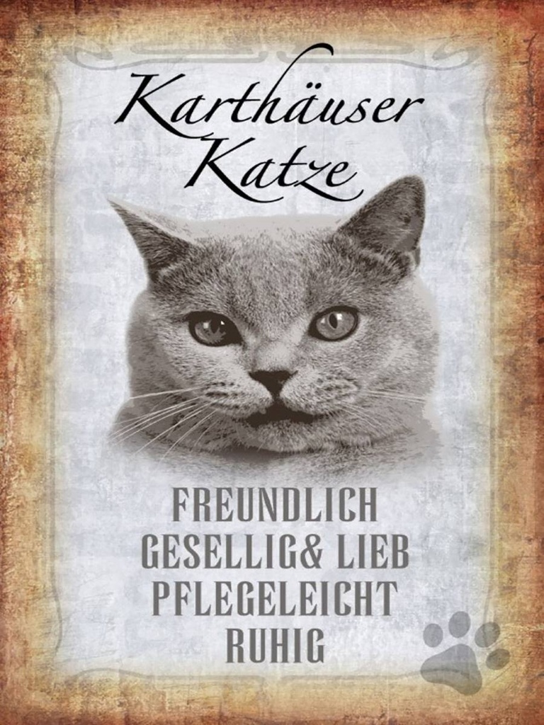 Holzschild 40x30 cm Kartäuser Katze lieb