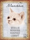 Holzschild 40x30 cm Munchkin Katze lebhaft