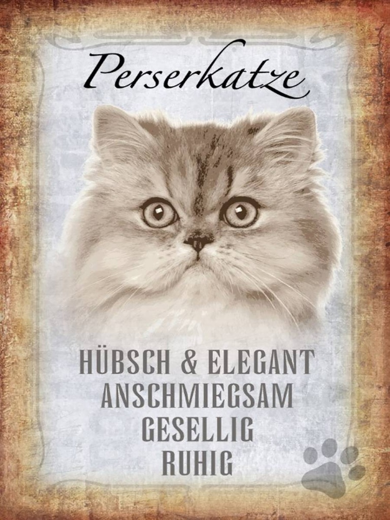 Holzschild 40x30 cm Perserkatze Katze hübsch