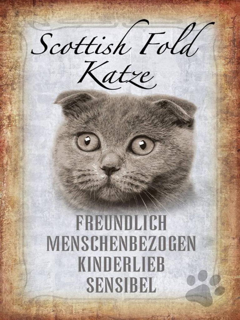Holzschild 40x30 cm Scottish Fold Katze